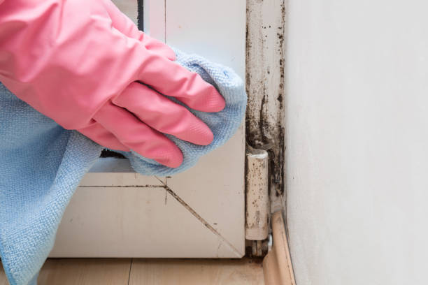 Best Attic Mold Remediation in USA